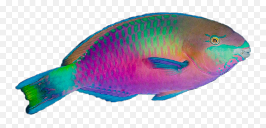 Colormehappy Fish Fishes Tropic - Tropical Fish No Background Emoji,Tropical Fish Emoji