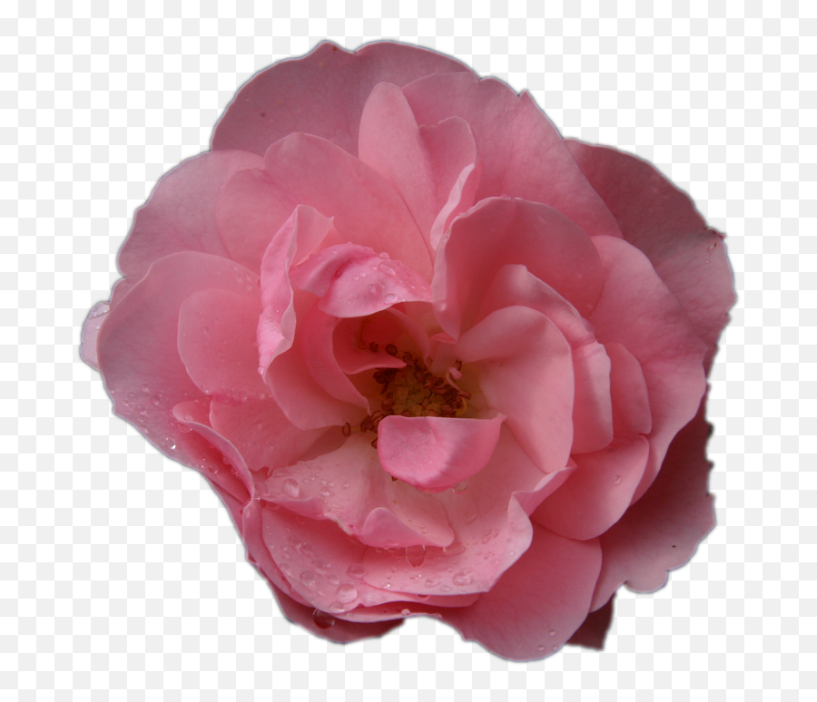 Pink Rose Flower Macro No - Garden Roses Emoji,Japanese Emoticons Flower In Hair