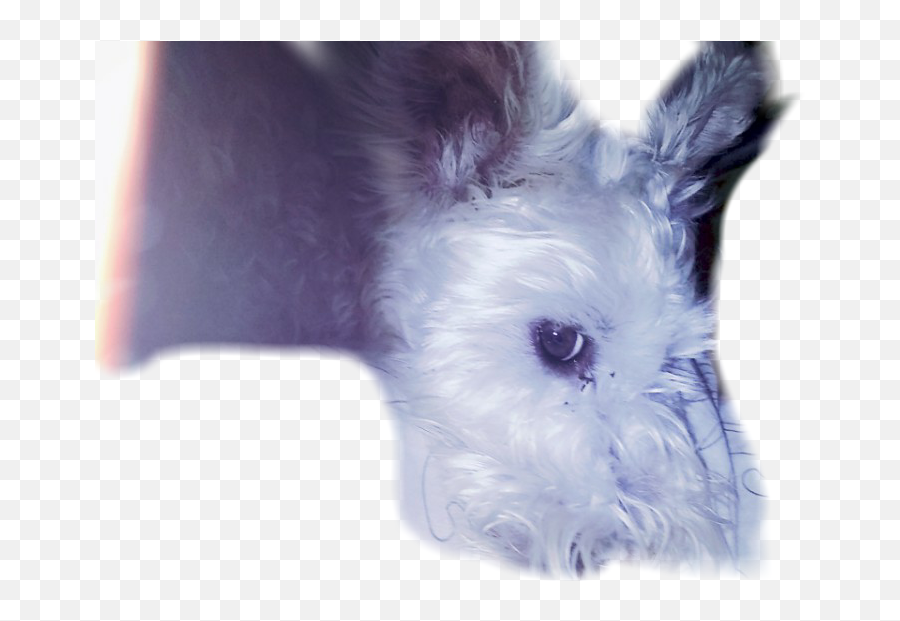 Doy Pies Dogchallenge - Scottish Terrier Emoji,Scottish Terrier Emoji