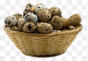 Search Results For Picnic Baskets Png Hereu0027s A Great List - Quail Eggs Png Emoji,Basket Emoji