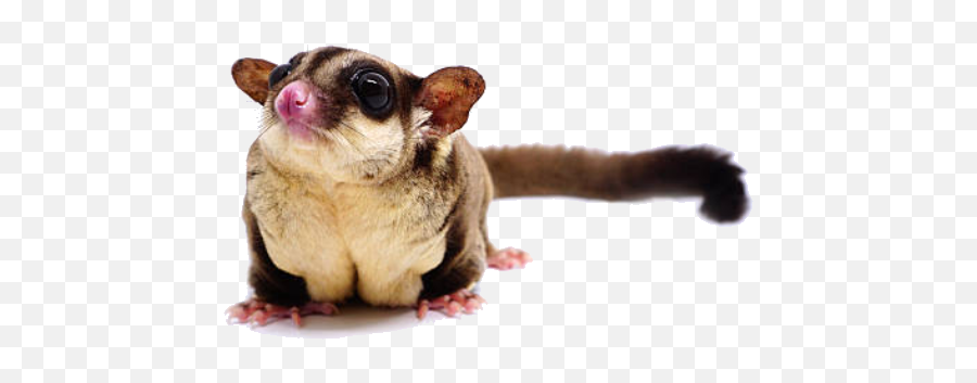 Y Por Supuesto No Olvides Suscribirte A Nuestro Boletín - Common Opossum Emoji,Opossum Emoji