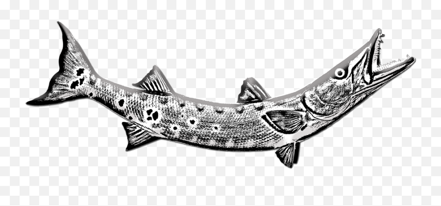 80 Free Jaws U0026 Shark Illustrations - Pixabay Barracuda Tattoo Emoji,Skull Fish Fish Emoji