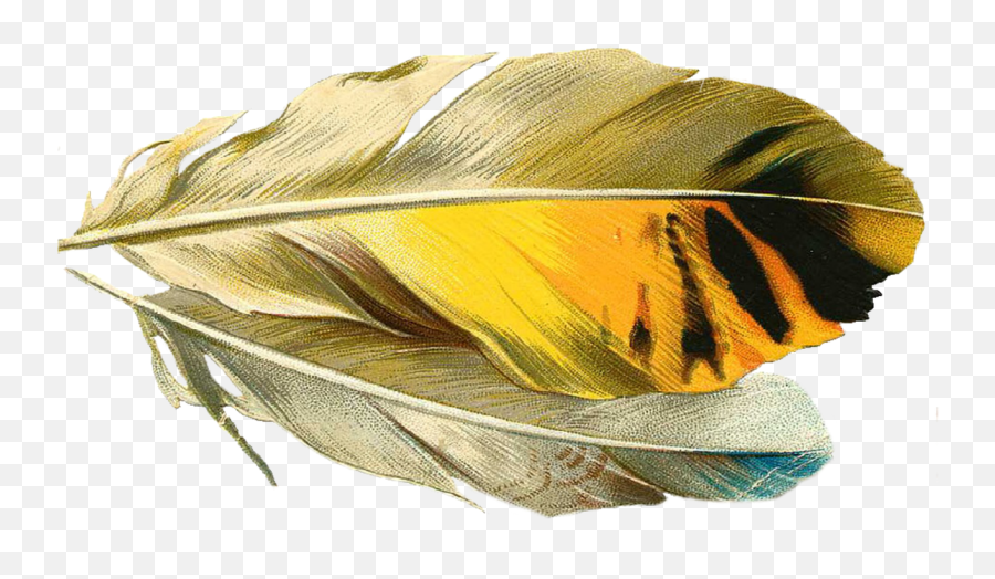 Feather Quill Old Free Pictures Free Photos - Quill Emoji,Chicken Wing Emoji