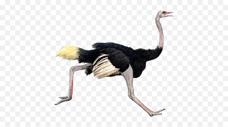 Ostrich Ostriche Birds Bird Animal - Ostrich Png Emoji,Ostrich Emoji