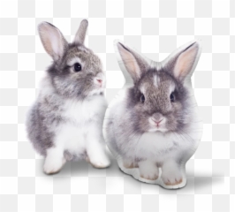 Home Of Custom Shaped - Domestic Rabbit Emoji,Horse Emoji Pillow