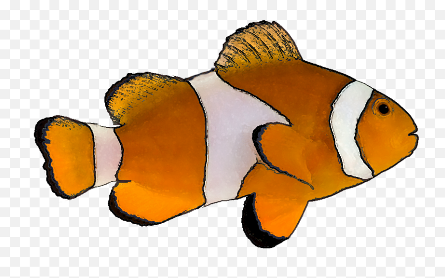 Stock Images Of Tropical Fish Png - Transparent Background Tropical Fish Clipart Emoji,Tropical Fish Emoji