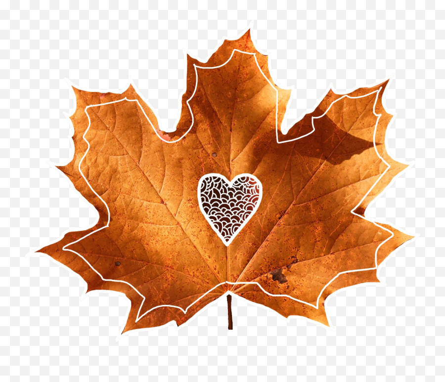 Fall Fallingleaves Fallleaves - Maple Leaf Emoji,Falling Leaves Emoji