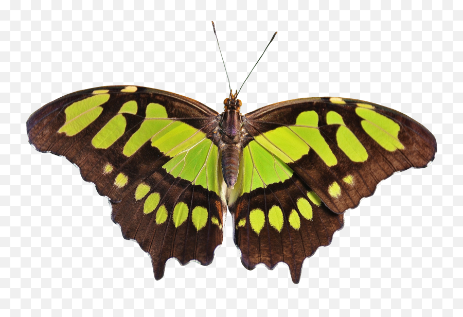 Butterfly Emoji Domain Iphone Ios - Butterfly Png,Butterfly Emoji