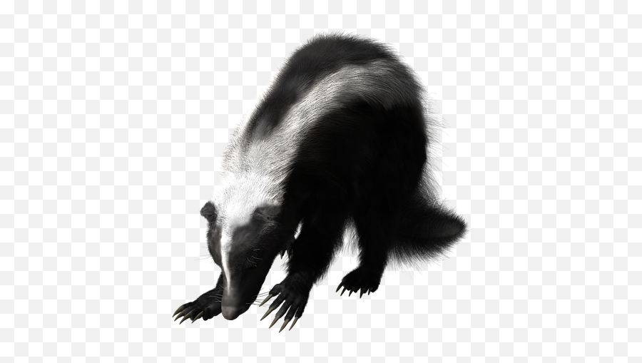 Skunk Rodent Wildlife - Rodent Skunk Emoji,Skunk Emoji Facebook