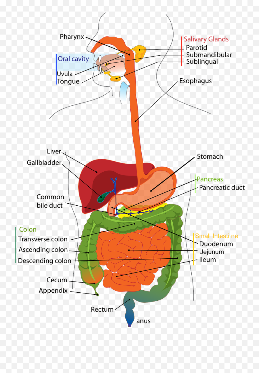Digestive System Human Digestion - Difference Between Esophagus And Oesophagus Emoji,Old Man Heart Old Lady Emoji
