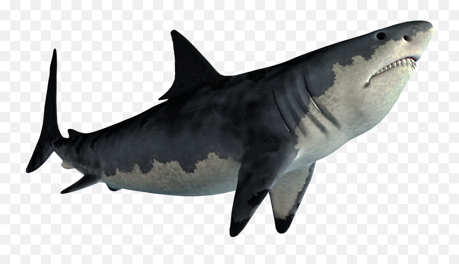 Shark - Tiger Shark Png Emoji,Shark Fin Emoji