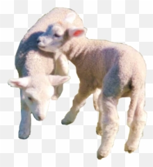 Lamb Sheep Cottagecore Farm Sticker - Cottagecore Sheep Emoji,Lamb Emoji