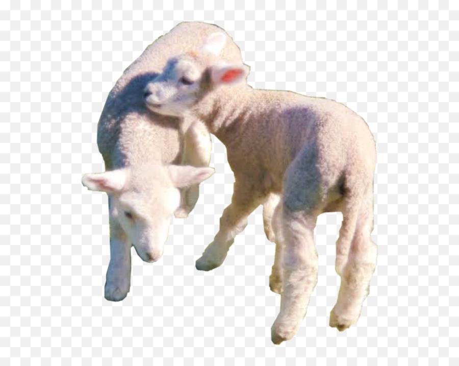 Lamb Sheep Cottagecore Farm Sticker - Cottagecore Sheep Emoji,Lamb Emoji