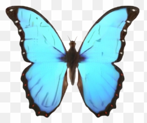 Services And Registration - Iphone Butterfly Emoji