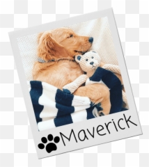 Exclusive Dog Toys - Golden Retriever Emoji,Tiger Bear Paw Prints Emoji