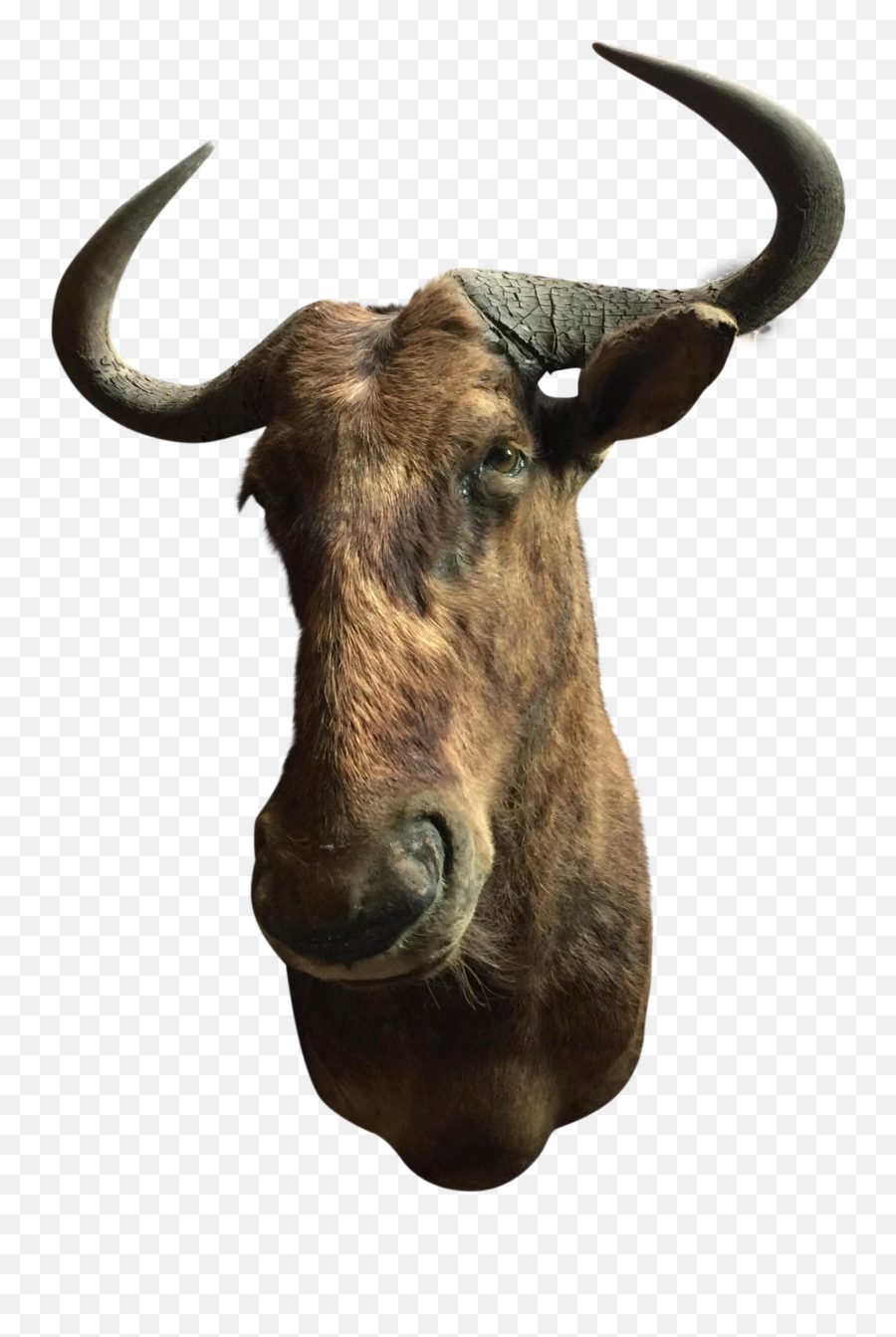 Head Buffalo Freetoedit - Horn Emoji,Buffalo Emoji