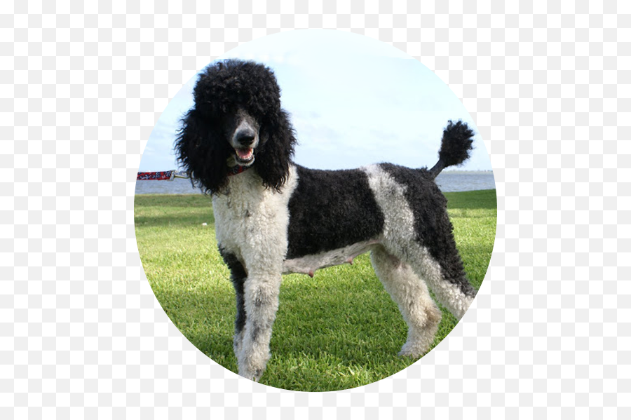 Standard Poodle Miniature Poodle Portuguese Water Dog - Water Dog Emoji,Poodle Emoji