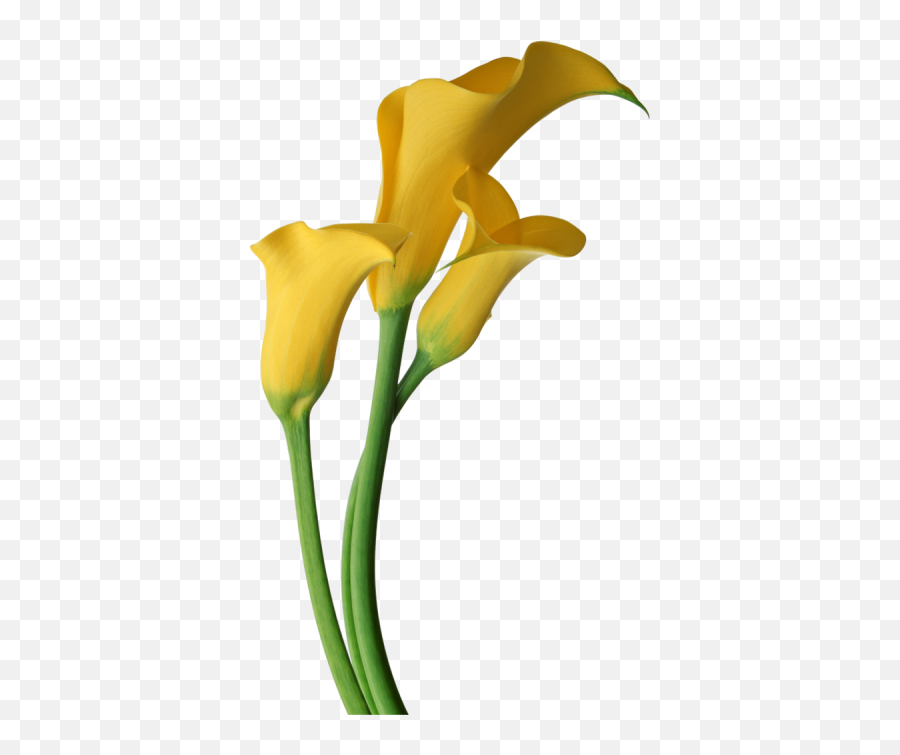 Flowers Png And Vectors For Free - Yellow Calla Lily Transparent Background Emoji,Lily Flower Emoji