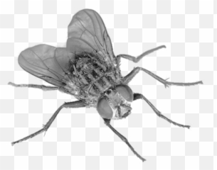 Fly Insect - Transparent Fly Emoji,Mosquito Emoji