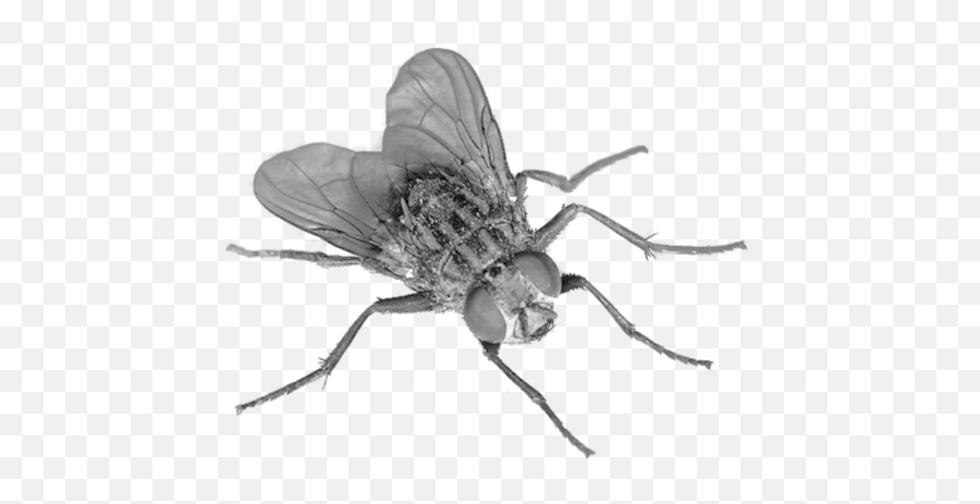 Fly Insect - Transparent Fly Emoji,Mosquito Emoji