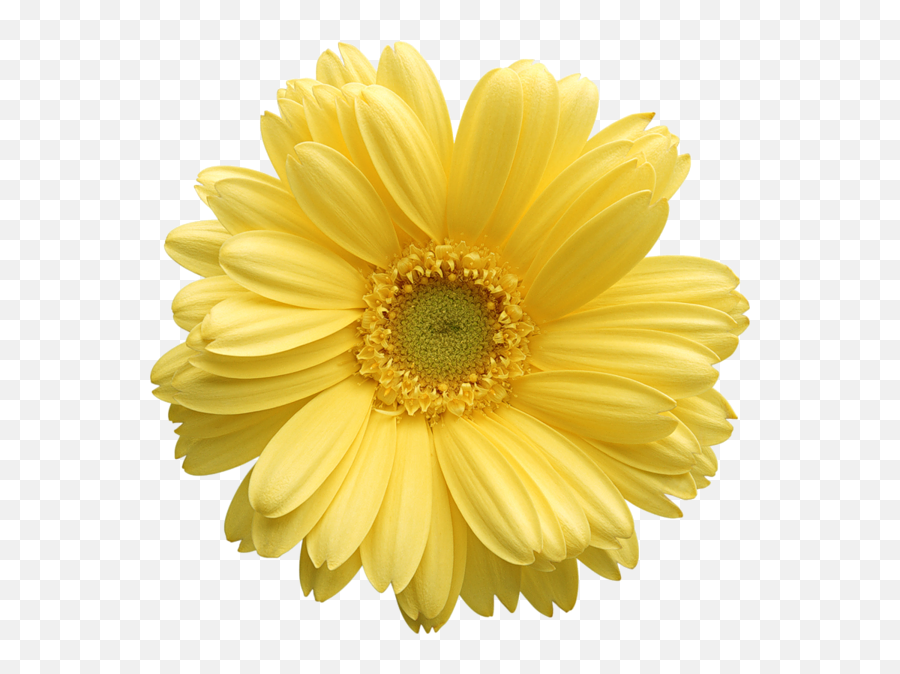 Free Transparent Yellow Flower - Yellow Daisy Flower Png Emoji,Yellow Flower Emoji
