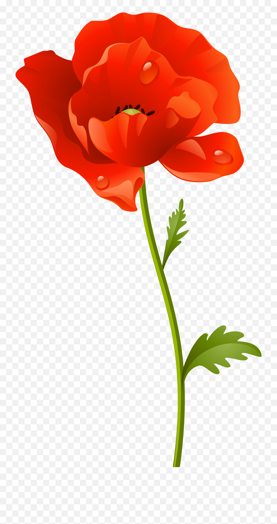 Poppy Flower Png Transparent - Transparent Background Poppy Flower Png Emoji,Poppy Emoji
