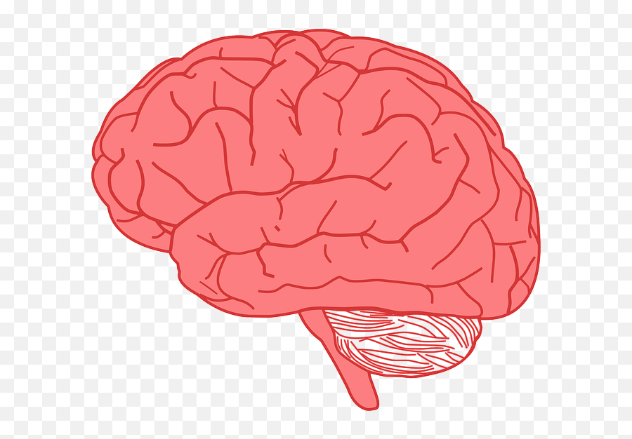 Brain Facts For Kids Cool Kid Facts - Brains Clipart Emoji,Thinky Emoji
