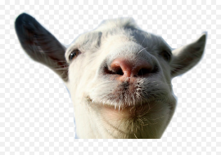 Goat Animal Farm Funny Lol Freetoedit - Jewish Goat Emoji,Funny Farm Emoji