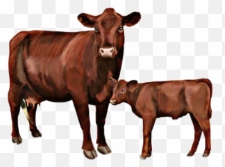 Cow Sticker - Red Poll Facts Emoji