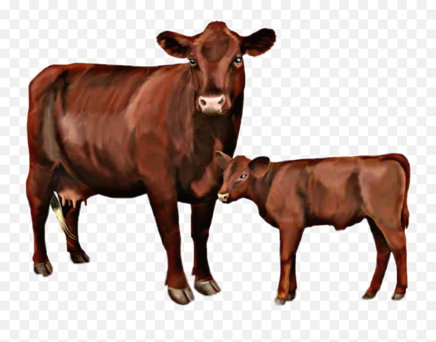Cow Sticker - Red Poll Cow Facts Emoji,Cow Emoji Text