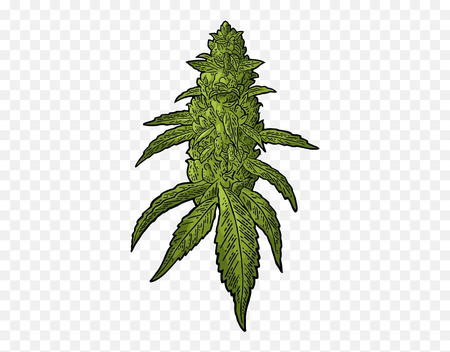 Buds Cannabis Vector Clipart - Marijuana Buds Vector Emoji,Pot Leaf Emoji Android