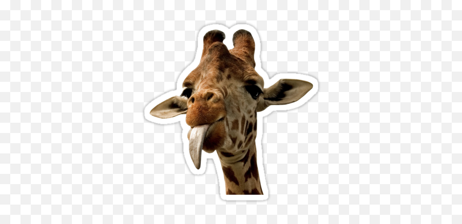 Giraffe With Cute - Giraffe Computer Background Emoji,Giraffe Emoji For Iphone