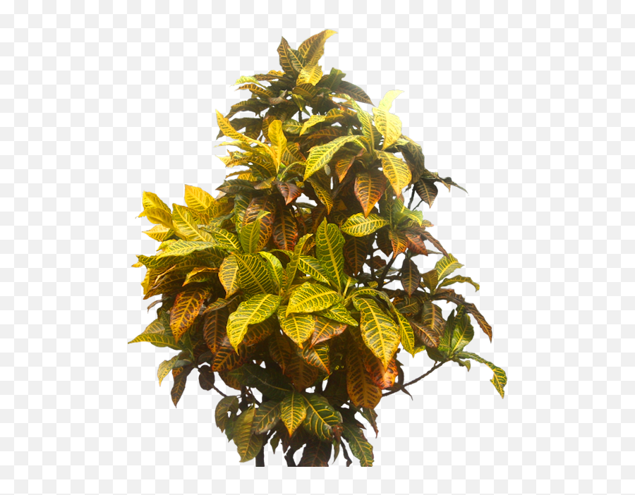 Indoorplant Tropicalplant Plant - Cut Out Trees Tropical Emoji,Jungle Emoji