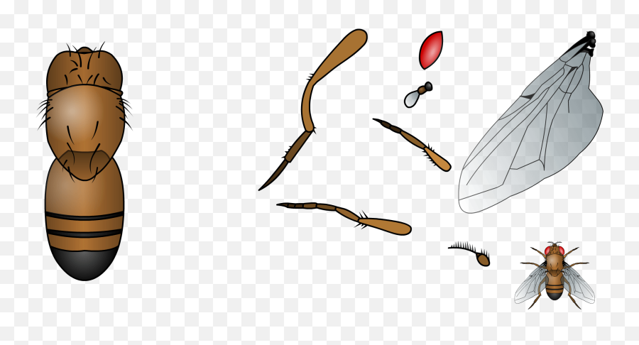 Build The Common Fruit Fly Based On The Template Clipart - Sketch Emoji,Fly Emoji