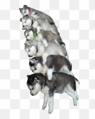 huskies pup puppy puppies Sticker by Claudia Braid - Baby Grey Husky Emoji