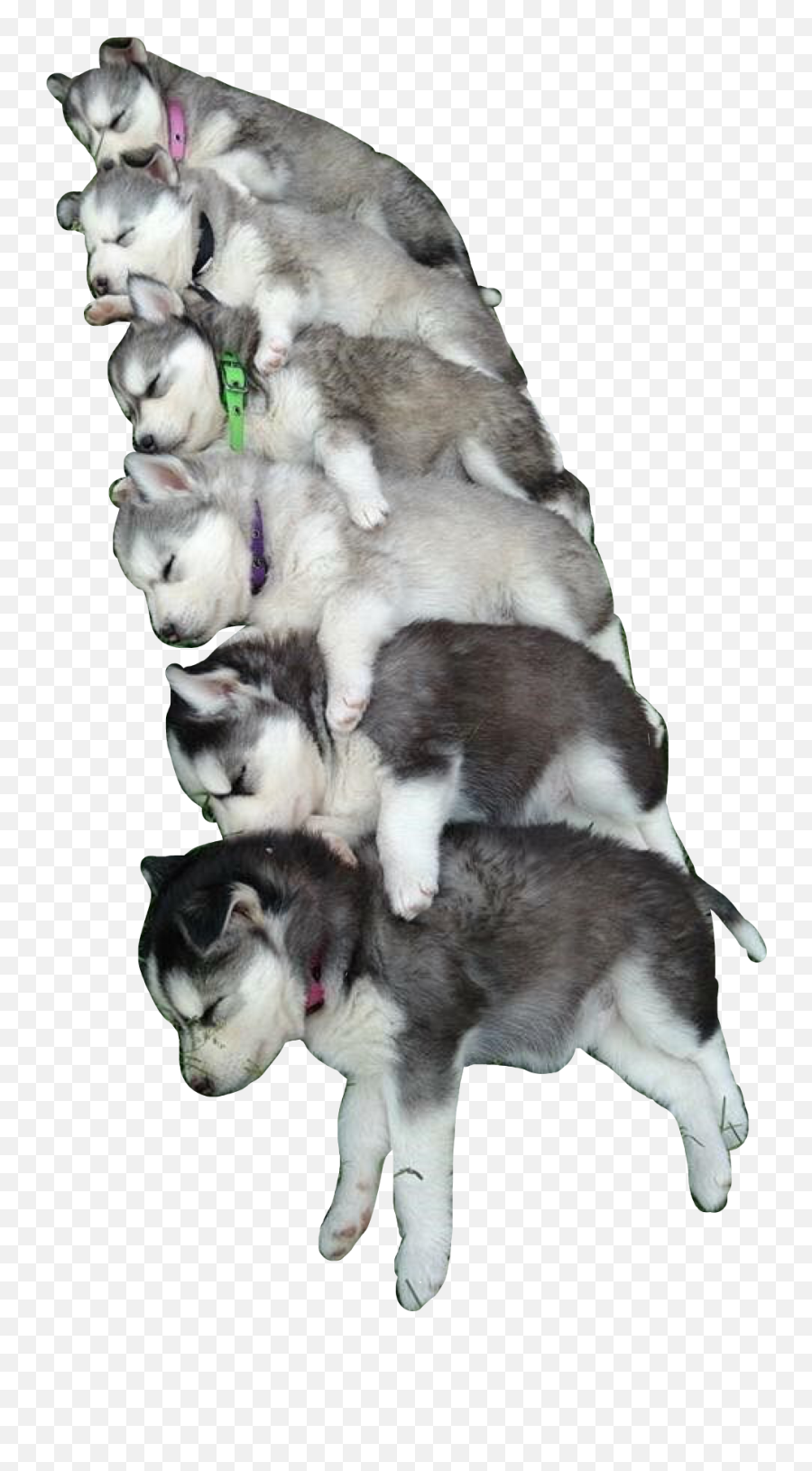 Huskies Pup Puppy Puppies Sticker By Claudia Braid - Baby Grey Husky Emoji,Pup Emoji