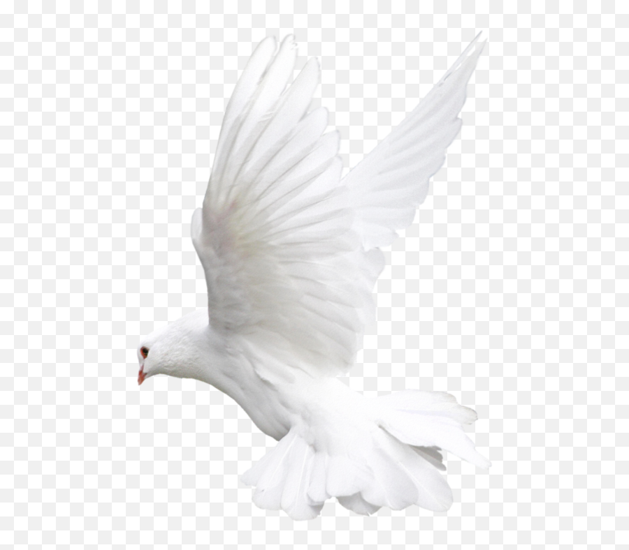 Pigeons And Doves Bird Fantail Pigeon Indian Fantail Flight - Transparent  Background Doves Png Emoji,Dove Emoji - free transparent emoji -  