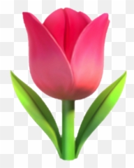 Emoji Fleur Flower Flora Rose Tulip - Tulip Emoji,Spring Emoji