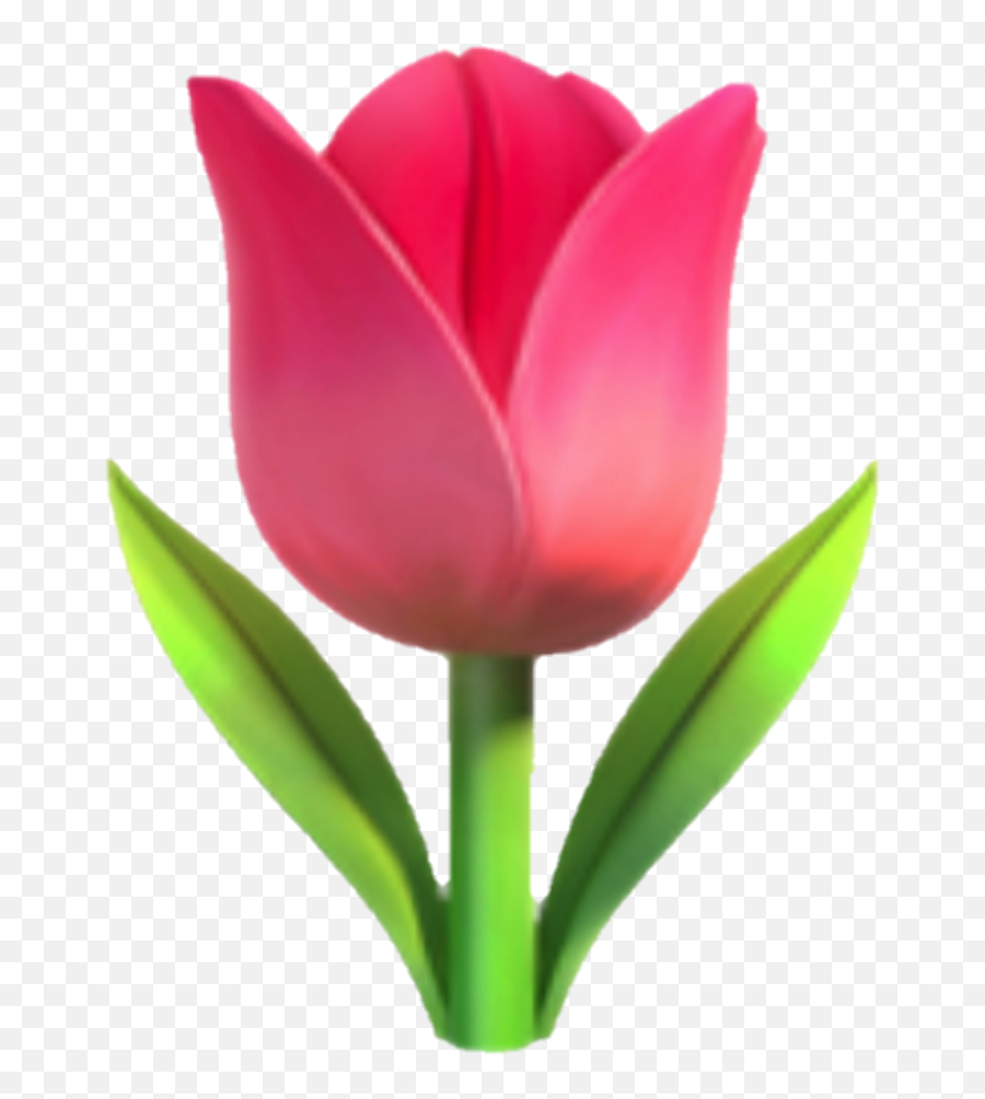 Emoji Fleur Flower Flora Rose Tulip - Tulip Emoji,Spring Emoji