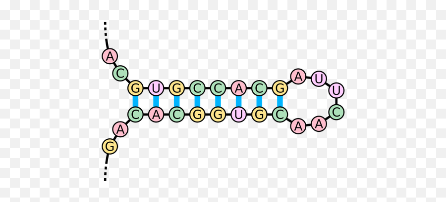 Rosalind - Rna Strand That Is Complementary To The Dna Strand Aattgc Emoji,Emoticon Glossary