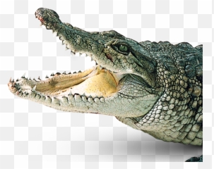 Download - Crocodilepngpicture190 Free Transparent Png Transparent Background Alligator Png Emoji,Alligator Emoji