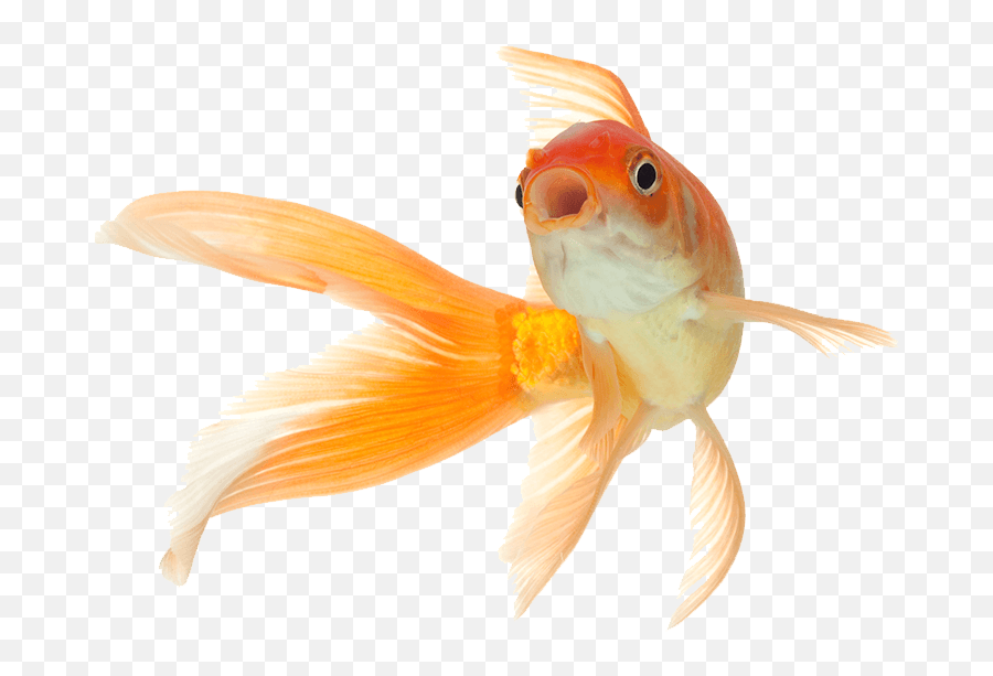 Pez Fish Orange Sticker - Transparent Background Gold Fish Png Emoji,Emoji Pez