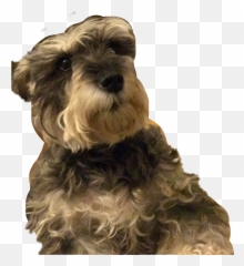 Edit - Vulnerable Native Breeds Emoji,Schnauzer Emoji
