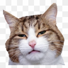 Sadcat3 - Sad Cat Discord Emoji,Cat Emoji Discord - free transparent ...