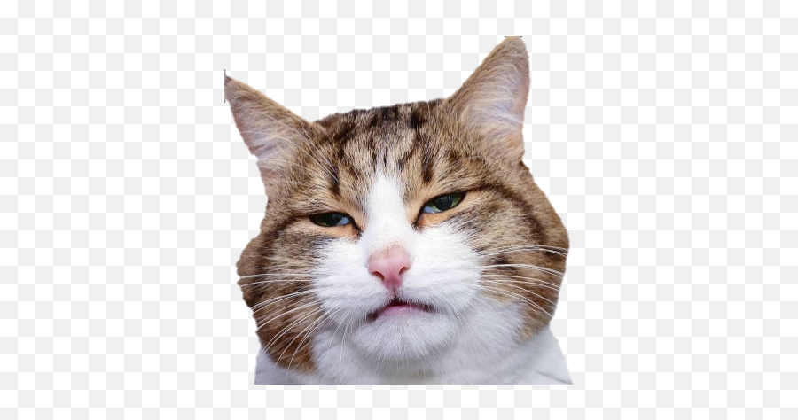 Animated Emojis Tumblr Posts - Cat,Cat Emoji Discord