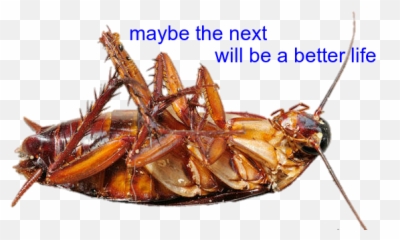 Roach Freetoedit - Cockroach Emoji,Roach Emoji