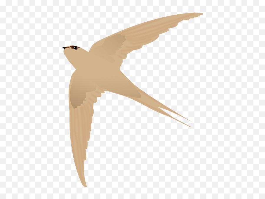 Asian Palm Swift - Gambar Logo Burung Walet Emoji,Asian Emoji
