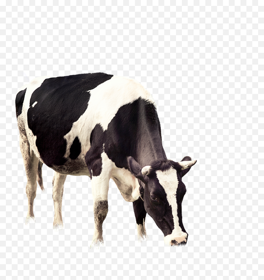 Cattle Vector Grazing Cow Transparent - Transparent Background Cow Png ...