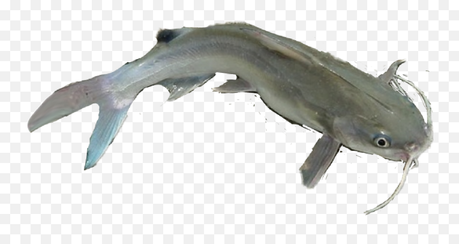 Catfish - Pacific Sturgeon Emoji,Catfish Emoji