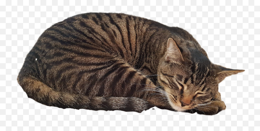 Cat Kitty Sleeping Cute Furry Snuggle - Sleeping Cat Transparent Background Emoji,Sleeping Cat Emoji